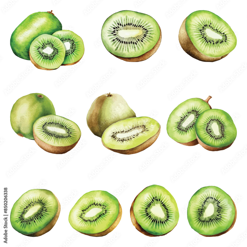 Fototapeta premium Kiwi Watercolor Illustration