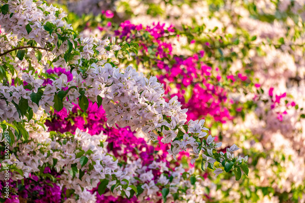 Bougainvillea buttiana, flowering plant, a garden hybrid of flower Bougainvillea glabra and Bougainvillea peruviana. Barichara Santander department, Colombia Bougainvillea buttiana, flowering plant, a garden hybrid of flower Bougainvillea glabra and Bougainvillea peruviana. Barichara Santander department, Colombia