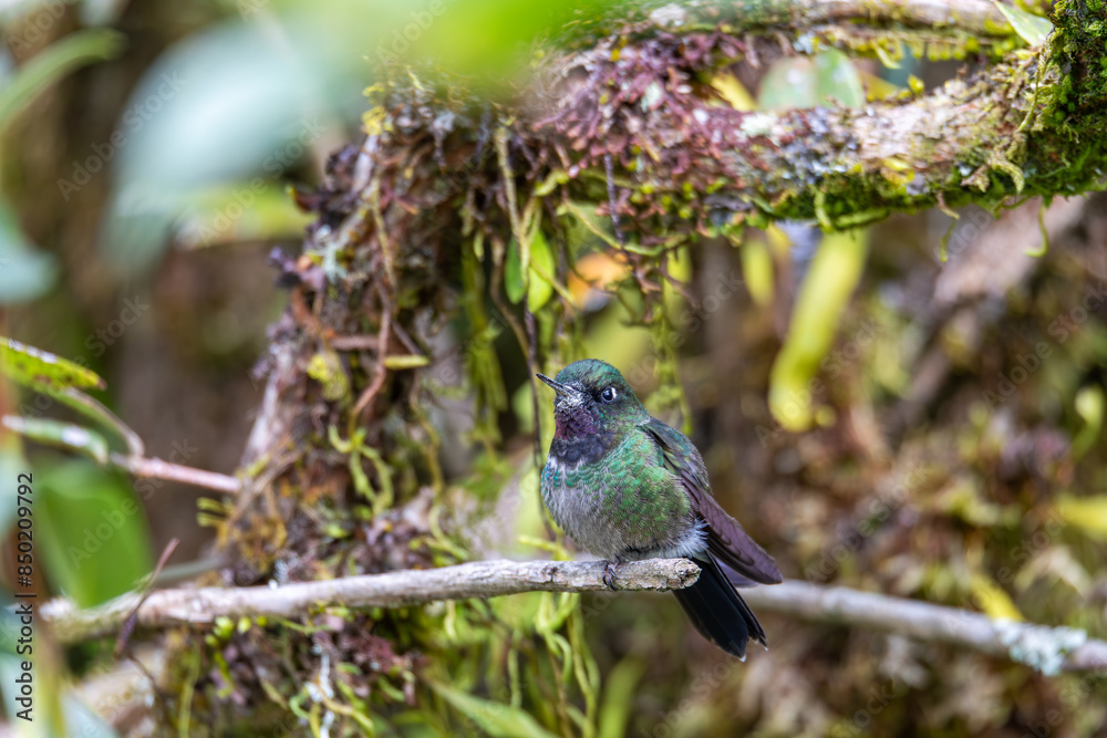 Obraz premium Tourmaline sunangel (Heliangelus exortis), species of hummingbird in the coquettes, tribe Lesbiini of subfamily Lesbiinae. Guatavita, Cundinamarca department. Wildlife and birdwatching in Colombia