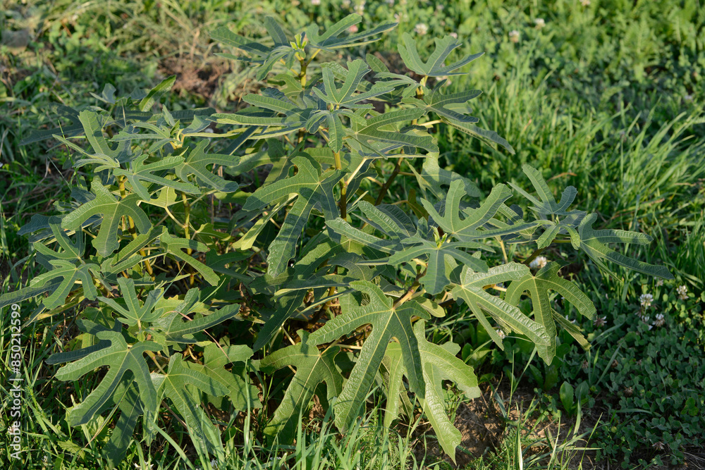 Fototapeta premium Feige, Echte Feige, Ficus carica