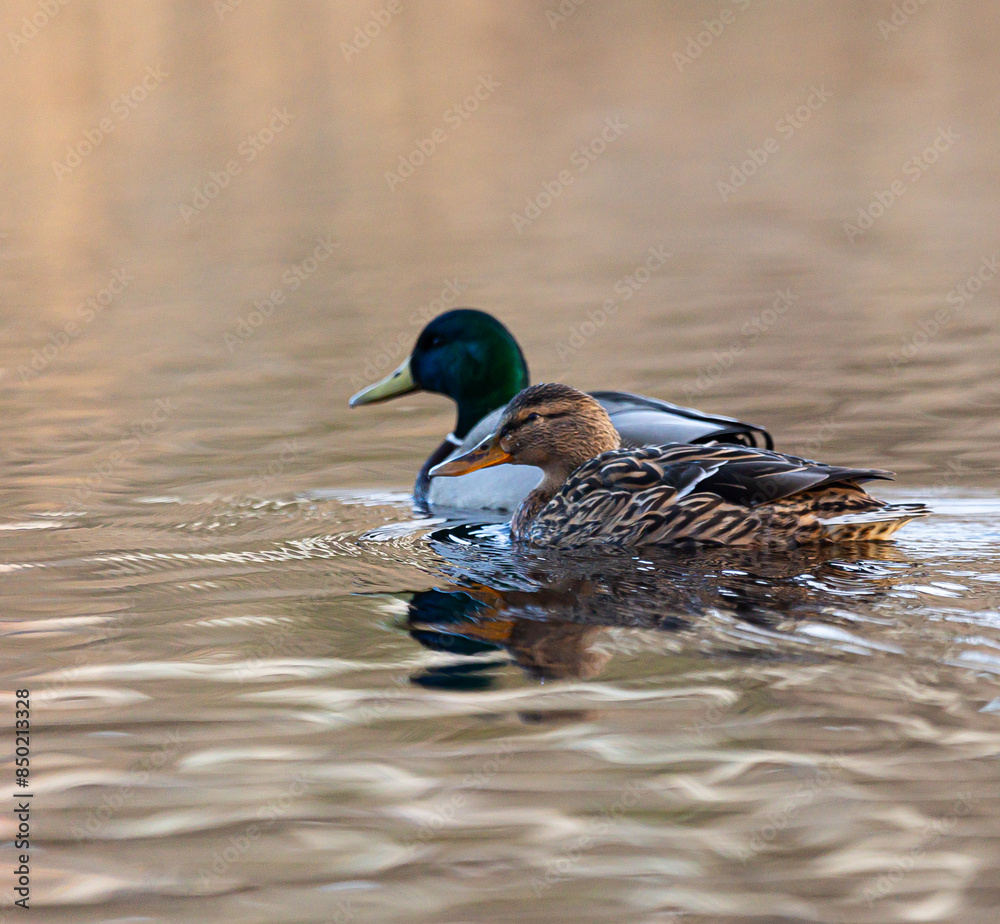 Fototapeta premium Beautiful male and female mallard ducks in the spring lake. Natural seasonal scenery of Latvia, Northern Europe.