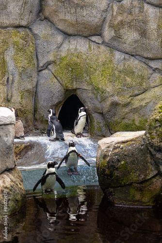 Beautiful africam black-footed penguins living in the aqarium. Wild birds in zoo in Germany. photo