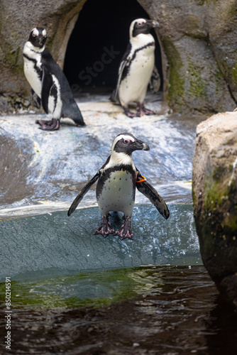 Beautiful africam black-footed penguins living in the aqarium. Wild birds in zoo in Germany. photo