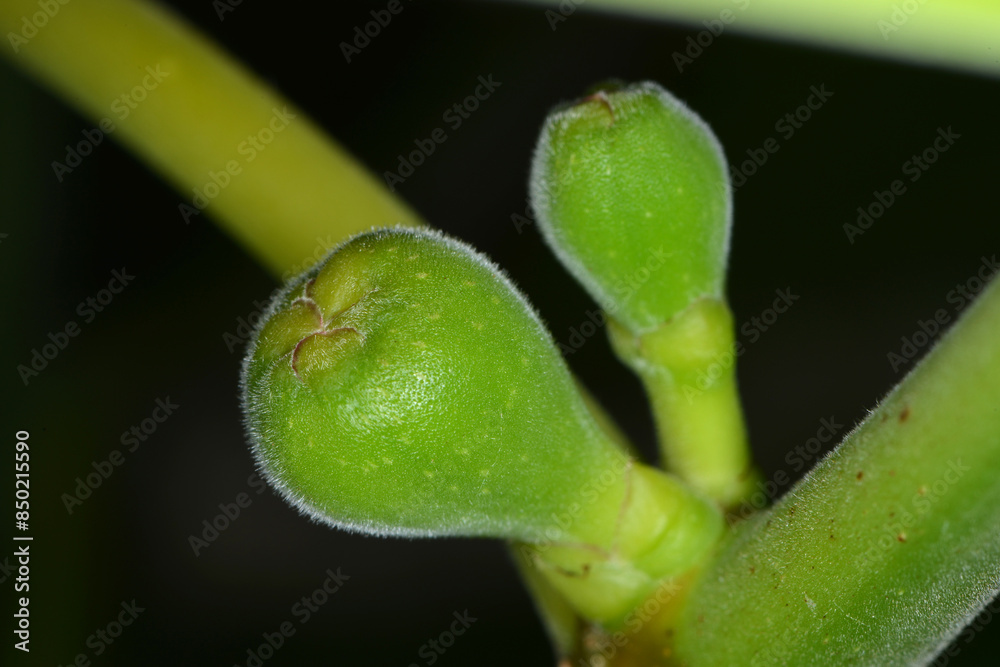Feige, Echte Feige, Ficus carica Feige, Echte Feige, Ficus carica