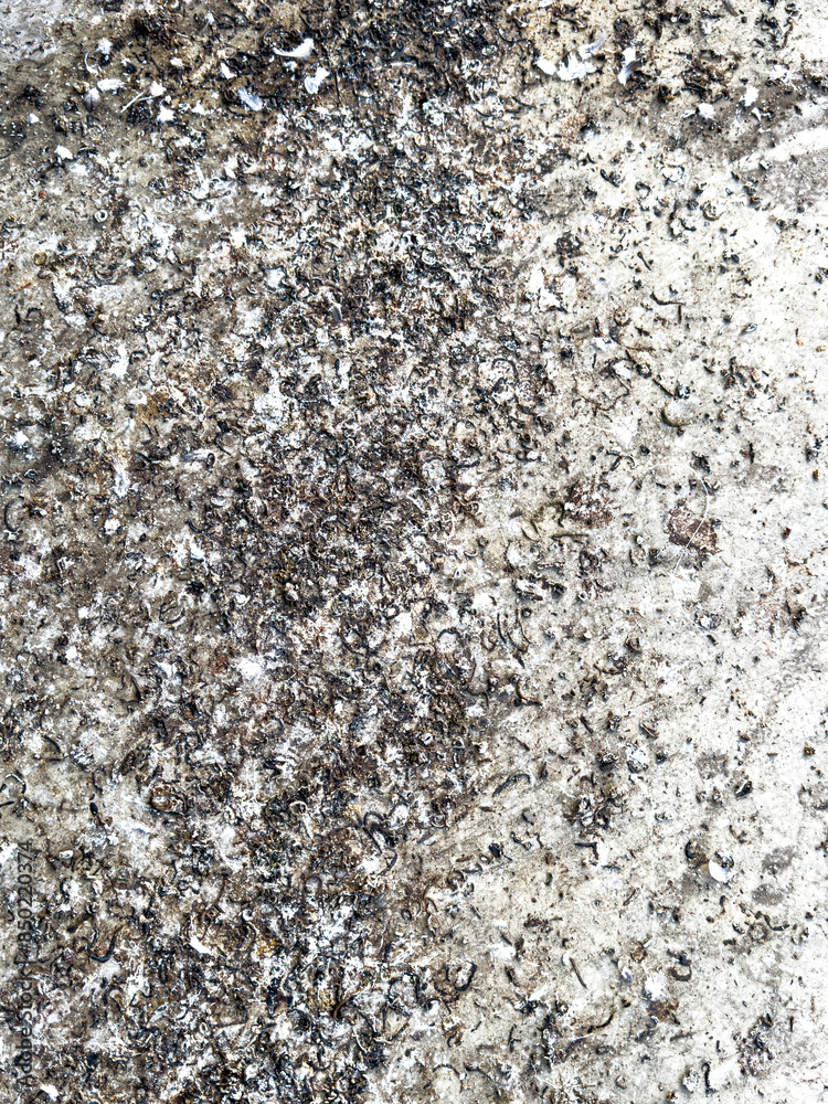 Chicken excrement on the road. Abstract background Chicken excrement on the road. Abstract background