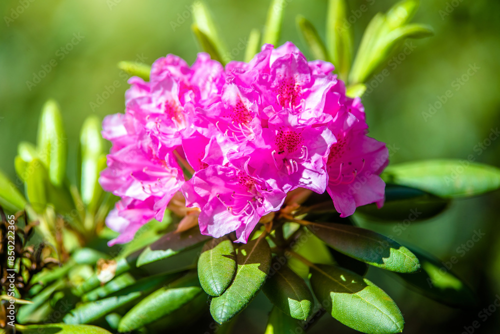 pink rhododendron blooms in the Botanical garden
pink rhododendron blooms in the Botanical garden