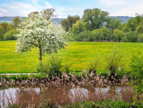 Spring scenic with a flowering tree