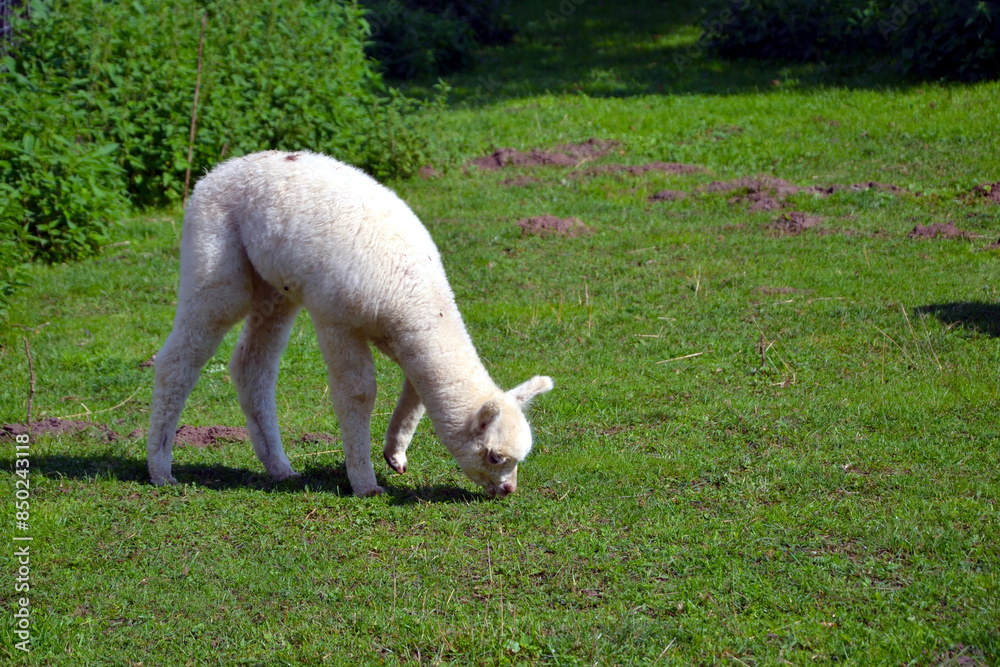 Naklejka premium The Huacaya alpaca (Vicugna pacos) on the meadow