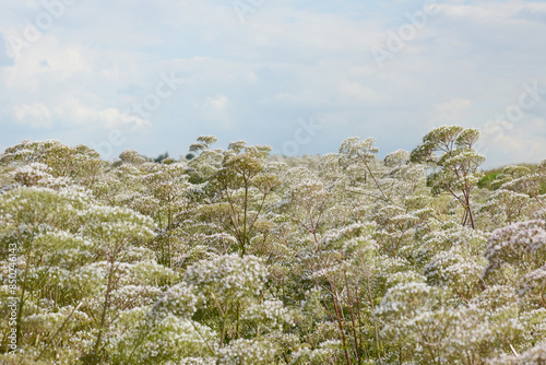  Echte Mädesüß,  Filipendula ulmaria photo