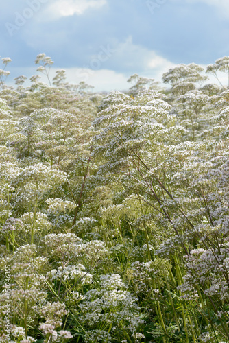  Echte Mädesüß,  Filipendula ulmaria photo