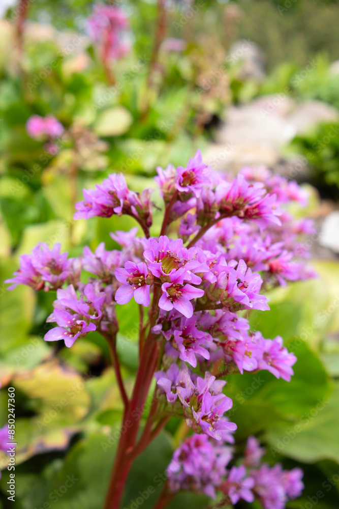 Pink flowers blooming in a garden. Pink flowers blooming in a garden.