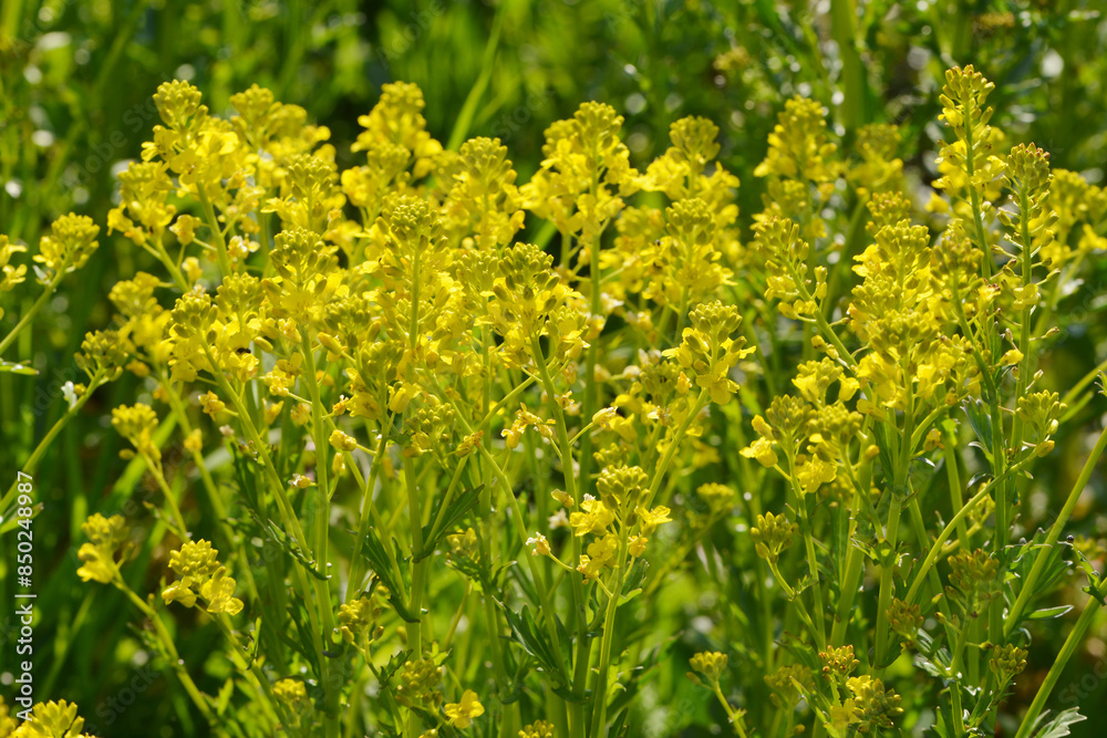 Gewöhnliches Barbarakraut, Barbarea vulgaris Gewöhnliches Barbarakraut, Barbarea vulgaris