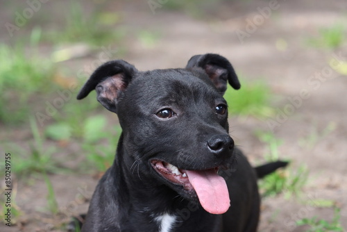 Chiot Staffie Ratier photo