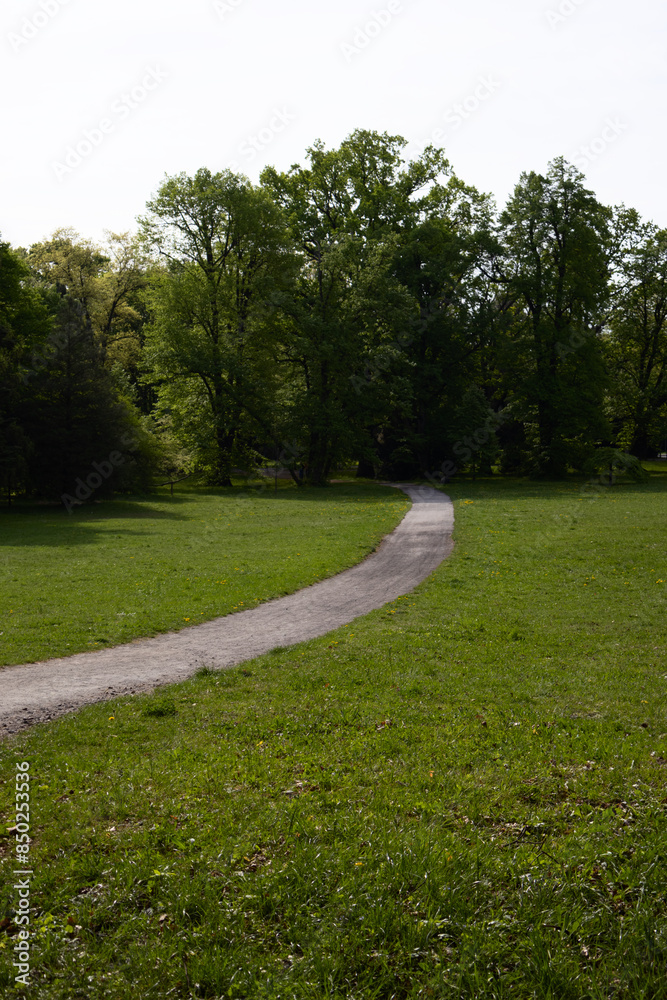 Fototapeta premium Winding path through green forest