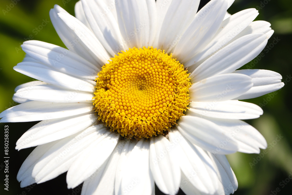 Chamomile or camomile spring flower macro photo, close up Chamomile or camomile spring flower macro photo, close up