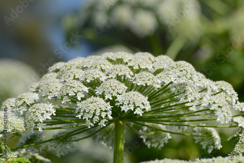 Bärenklau,  Riesenbärenklau,  Herkulesstaude,  Heracleum mantegazzianum photo