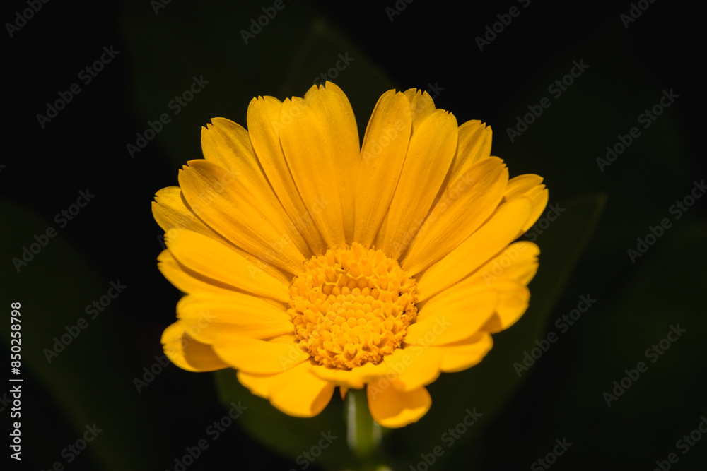 Yellow gerbera flower isolated on black background Yellow gerbera flower isolated on black background
