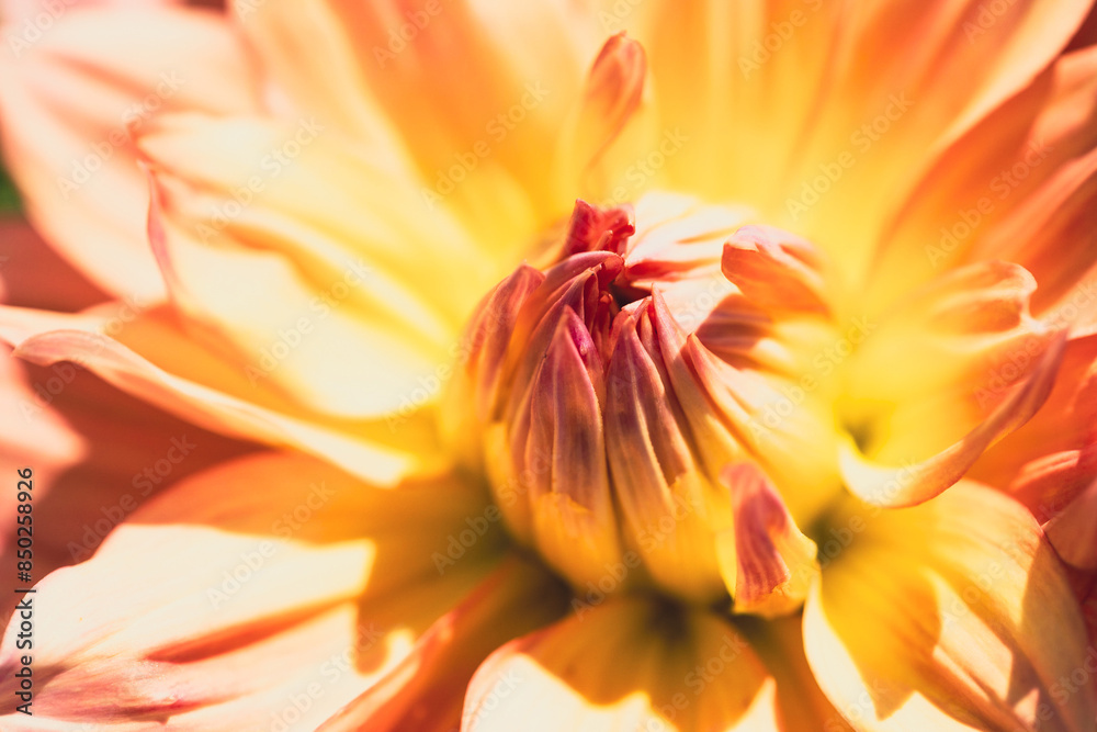 Macro flower background.Soft focus Macro flower background.Soft focus