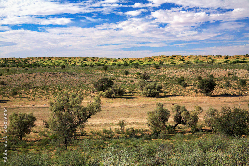 Kgalagadi Transfrontier Park one of the great parks of South Africa wildlife and hospitality in the Kalahari desert Kgalagadi Transfrontier Park one of the great parks of South Africa wildlife and hospitality in the Kalahari desert