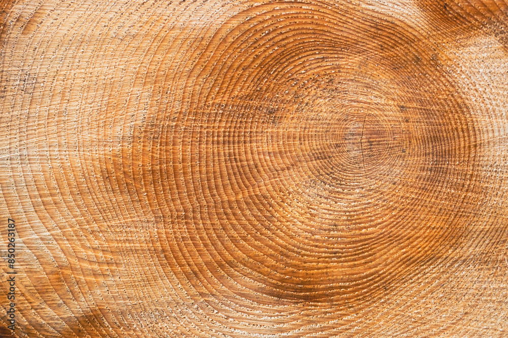 Close up wooden structure. Cross sectional cut end of log showing the pattern and texture created by the growth rings. Close up wooden structure. Cross sectional cut end of log showing the pattern and texture created by the growth rings.