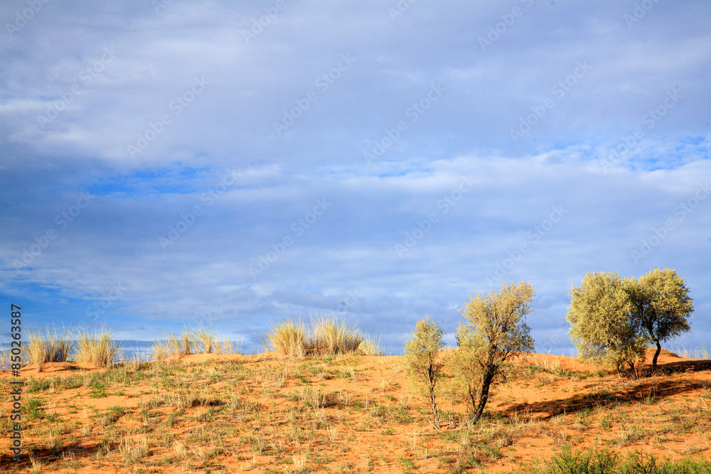 Fototapeta premium Kgalagadi Transfrontier Park one of the great parks of South Africa wildlife and hospitality in the Kalahari desert