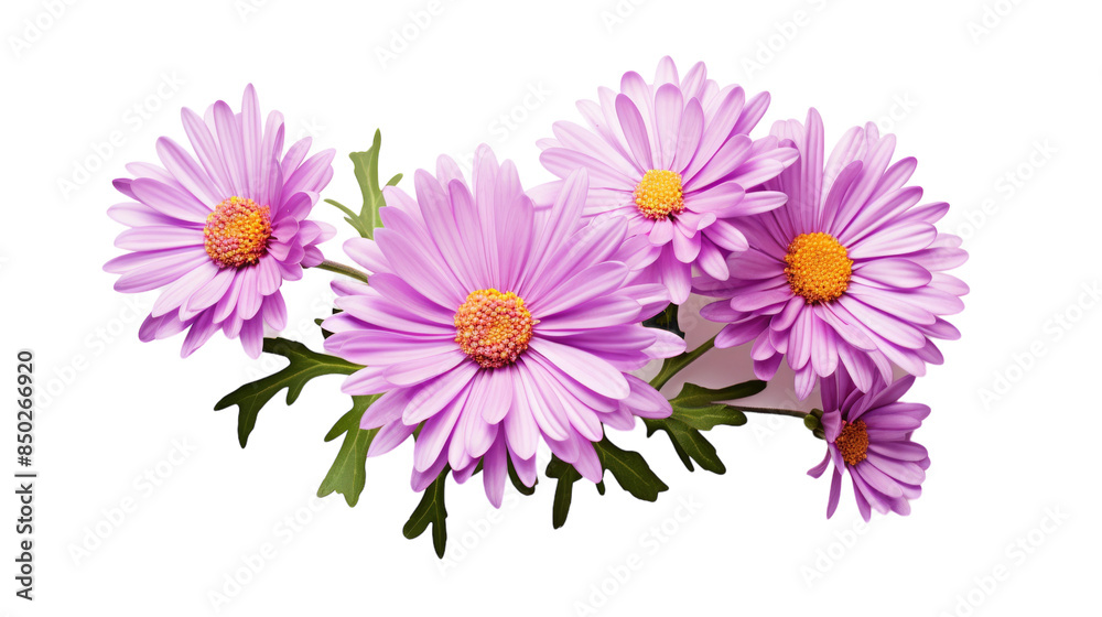 Fototapeta premium Close Up of Pink Chrysanthemum Flowers With Yellow Centers on a White Background