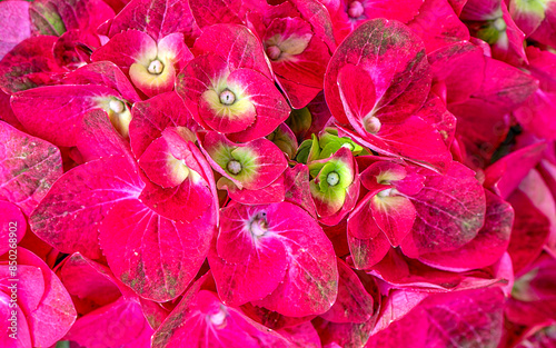 Purple Hortensia flowers top view closeup. Natural, colorful pattern.