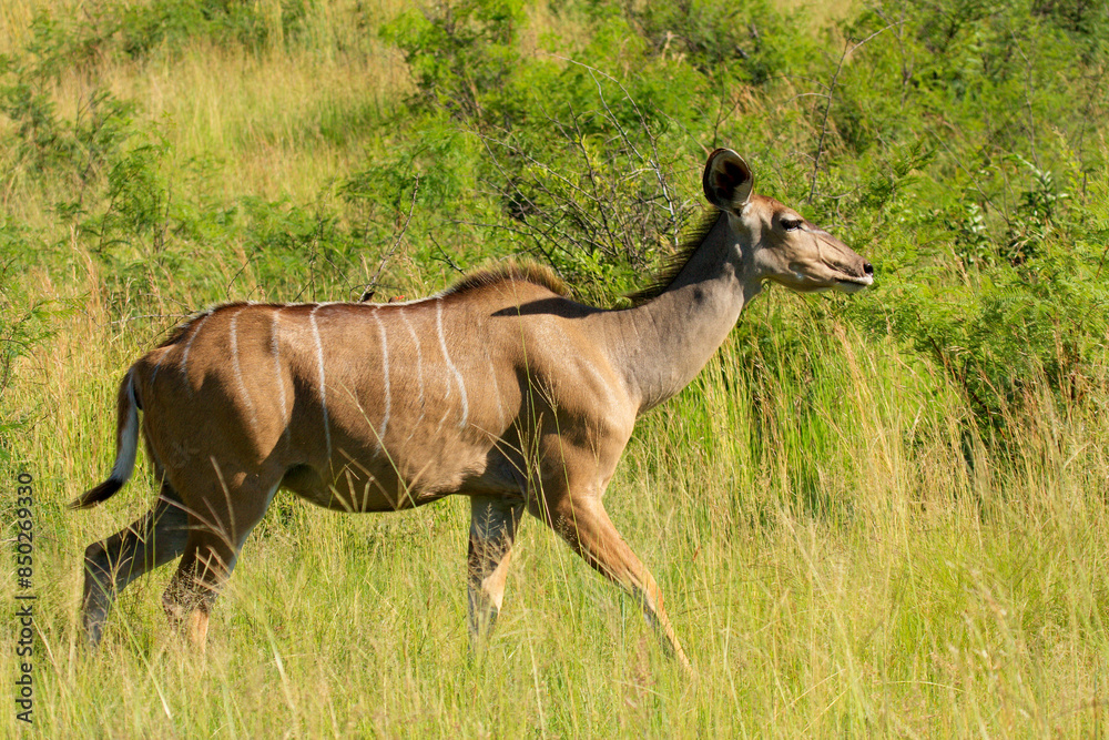 Fototapeta premium antilope Kgalagadi Transfrontier Park one of the great parks of South Africa wildlife and hospitality in the Kalahari desert