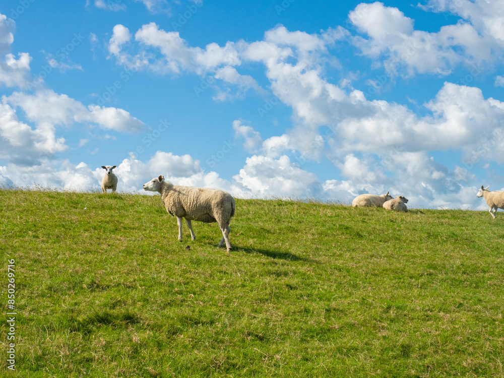 White sheep grazing on a dyke during a sunny afternoon White sheep grazing on a dyke during a sunny afternoon