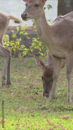 A young deer was seen enjoying the grass, while twitching its ears.