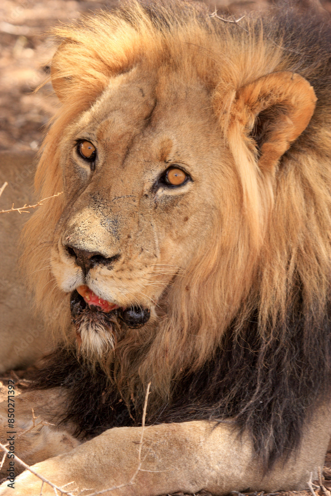 lion kgalagadi Transfrontier Park one of the great parks of South Africa wildlife and hospitality in the Kalahari desert lion kgalagadi Transfrontier Park one of the great parks of South Africa wildlife and hospitality in the Kalahari desert
