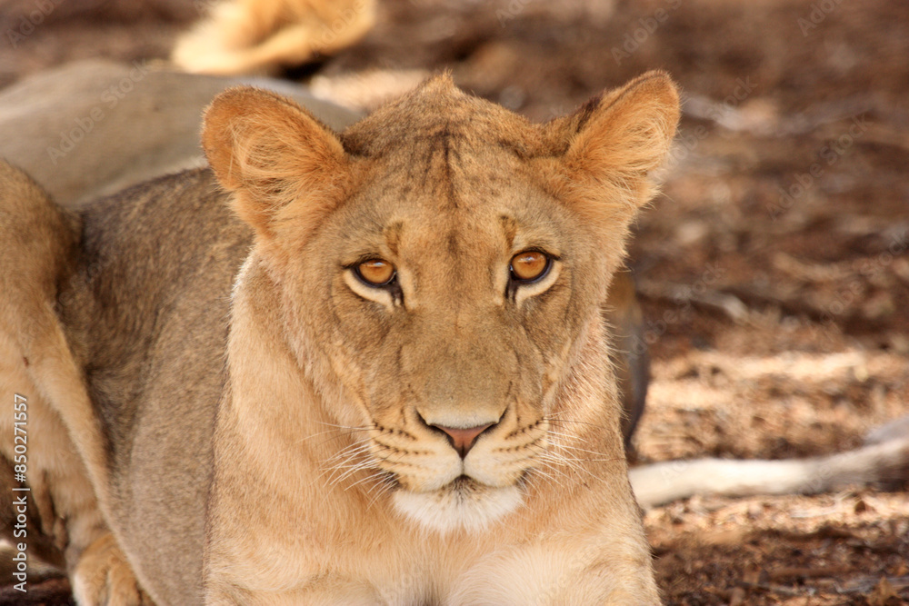 lion kgalagadi Transfrontier Park one of the great parks of South Africa wildlife and hospitality in the Kalahari desert lion kgalagadi Transfrontier Park one of the great parks of South Africa wildlife and hospitality in the Kalahari desert