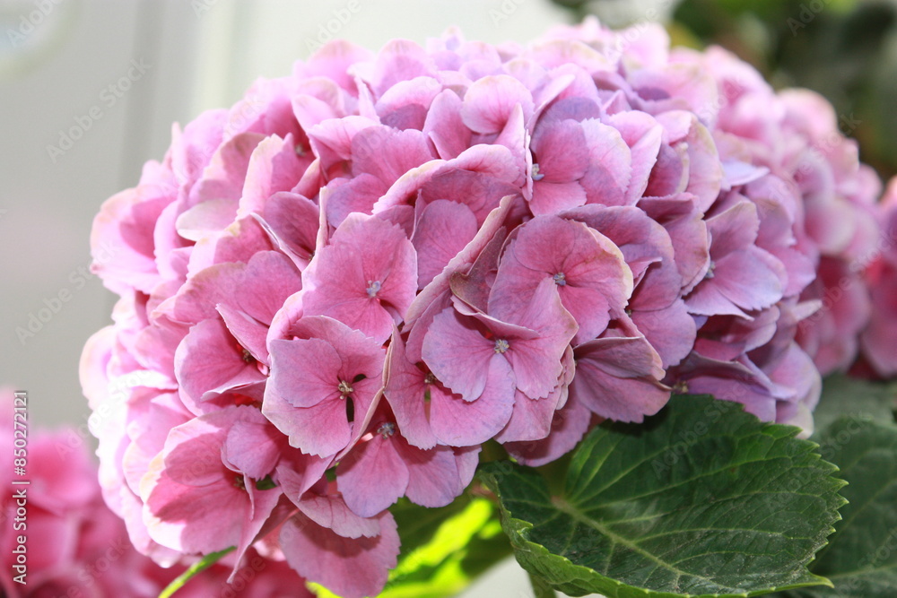 pink hydrangea flowers
, flowers, bloom, hydrangea,summer, pink hydrangea flowers
, flowers, bloom, hydrangea,summer,