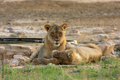lion Kgalagadi Transfrontier Park one of the great parks of South Africa wildlife and hospitality in the Kalahari desert