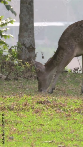 A deer enjoys grass and scratches its face using its left hind leg.