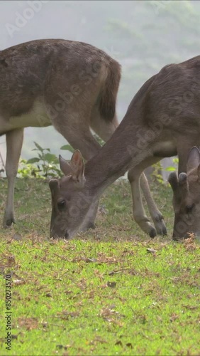 The activity of a group of young deer at the edge of the forest, butterflies flying around