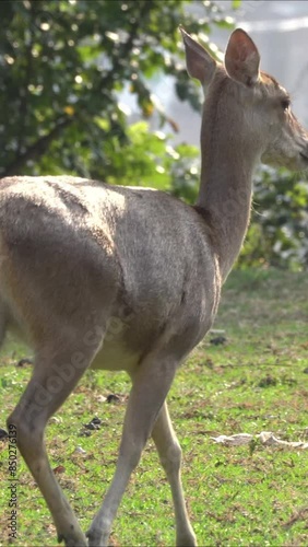 Two young deer walked while flicking their tails.
