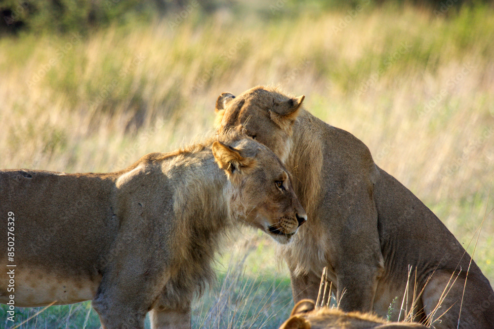 Fototapeta premium lion kgalagadi Transfrontier Park one of the great parks of South Africa wildlife and hospitality in the Kalahari desert
