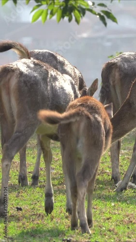 Many young deer gathered at the edge of the forest