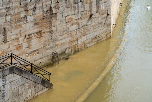 Flooding of the Seine embankment in Paris. Ducks and swans swim in dirty water.