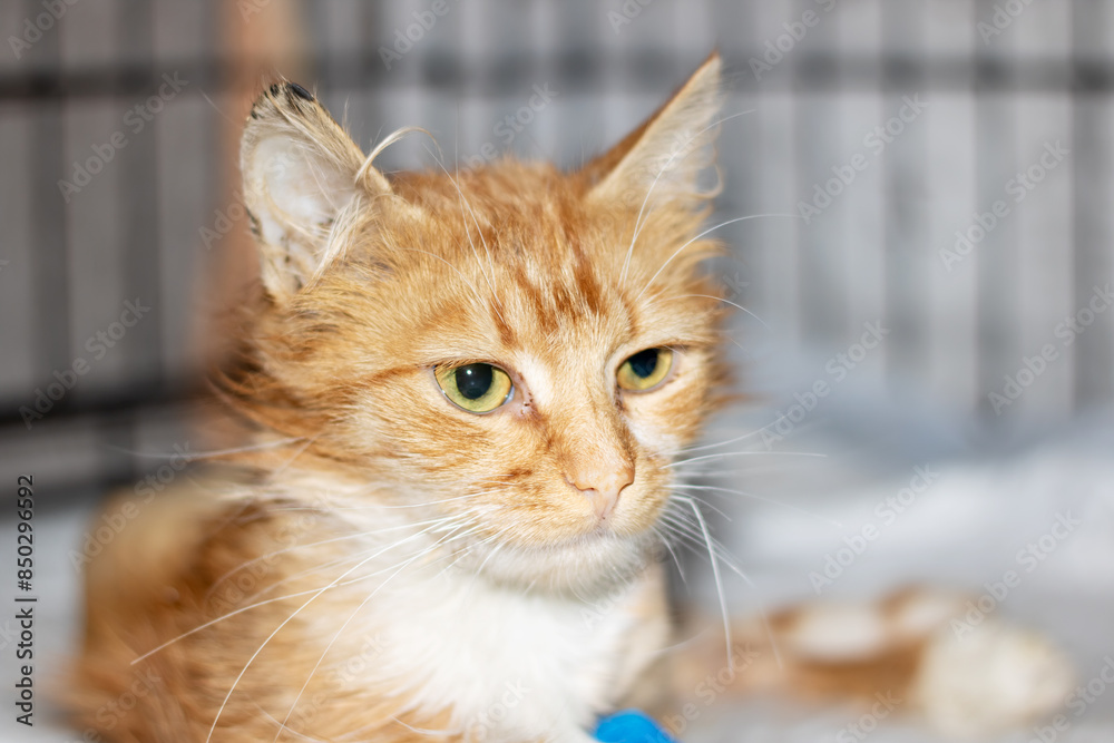Closeup image of an orange and white domestic shorthaired cat in a cage Closeup image of an orange and white domestic shorthaired cat in a cage