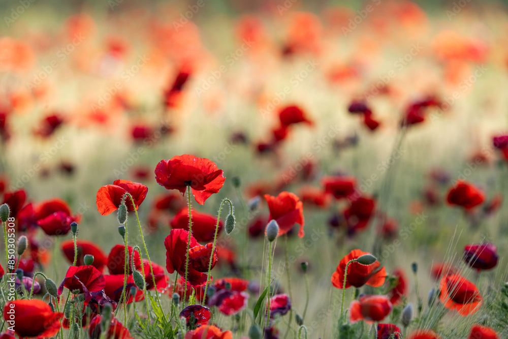 Obraz premium red poppy field