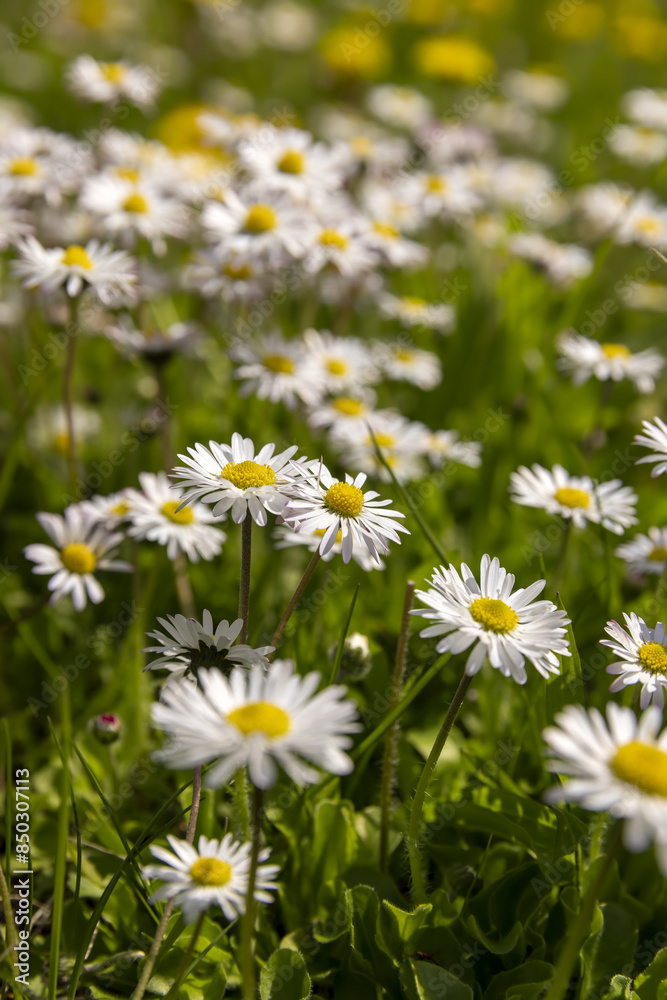 beautiful wild white and pink daisies in the green grass in spring beautiful wild white and pink daisies in the green grass in spring
