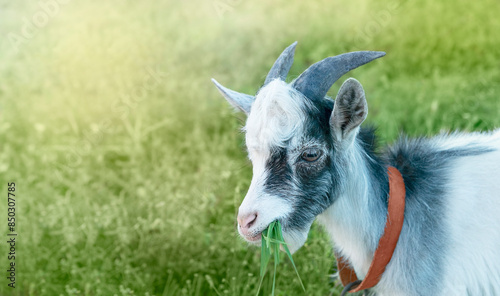 A goat is eating grass in the field.