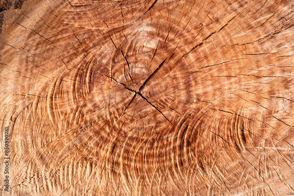 Naklejka premium Textura de um tronco de madeira de pinheiro com as marcas do corte da serra e algumas rachaduras sobre a superfície