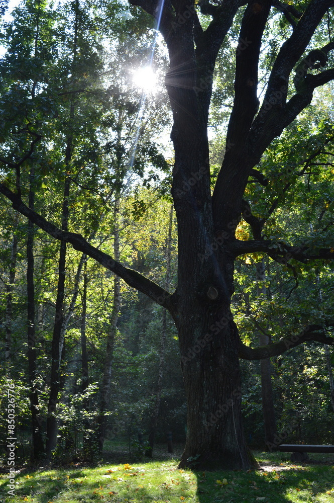 Fototapeta premium Big oak tree on the background of the sun photo photo