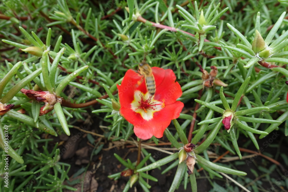 Bee pollinating red flower of Portulaca grandiflora in August Bee pollinating red flower of Portulaca grandiflora in August