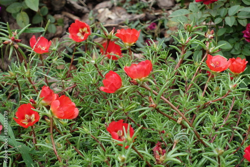 Multiple red flowers of Portulaca grandiflora in August photo