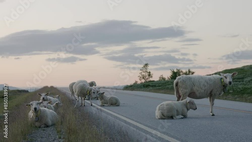 Flock of sheep blocking the road on Dovrefjell mountains, Norway. Looking at camera.