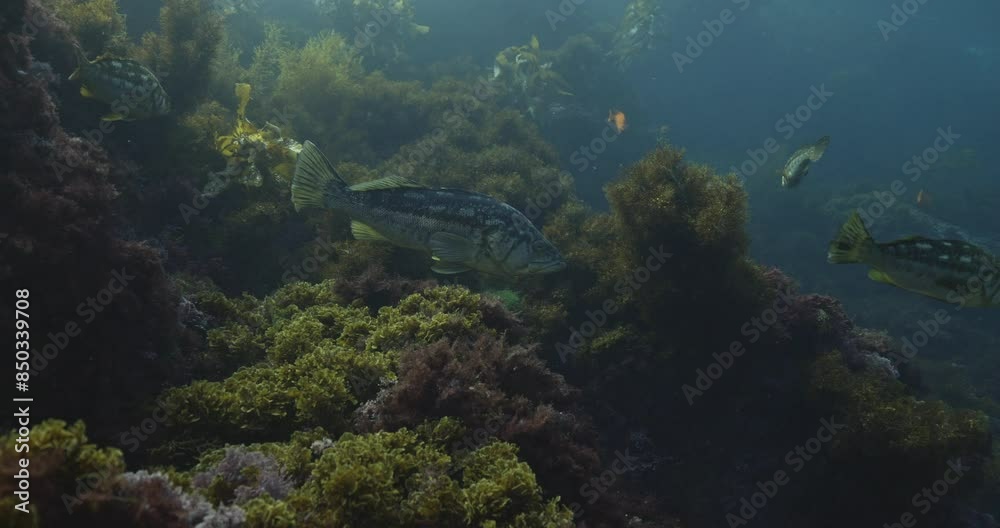Calico Bass in the kelp forest Calico Bass in the kelp forest